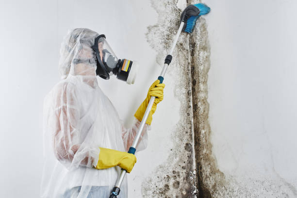 Best Crawl Space Mold Removal  in Wasco, CA